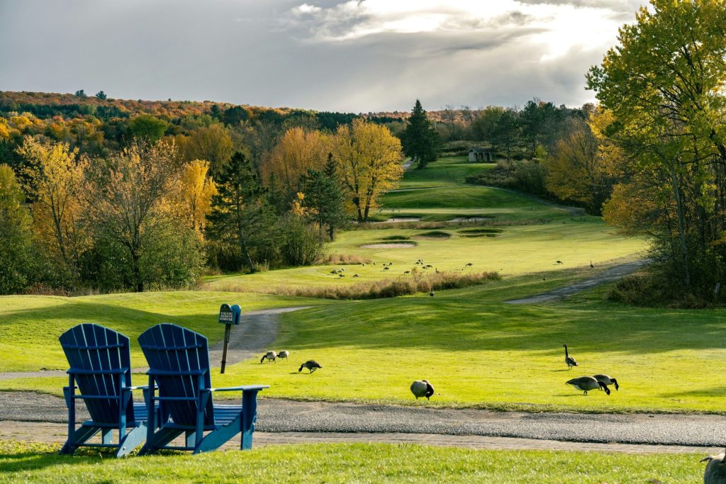 Troupeau d'oies sur le fairway