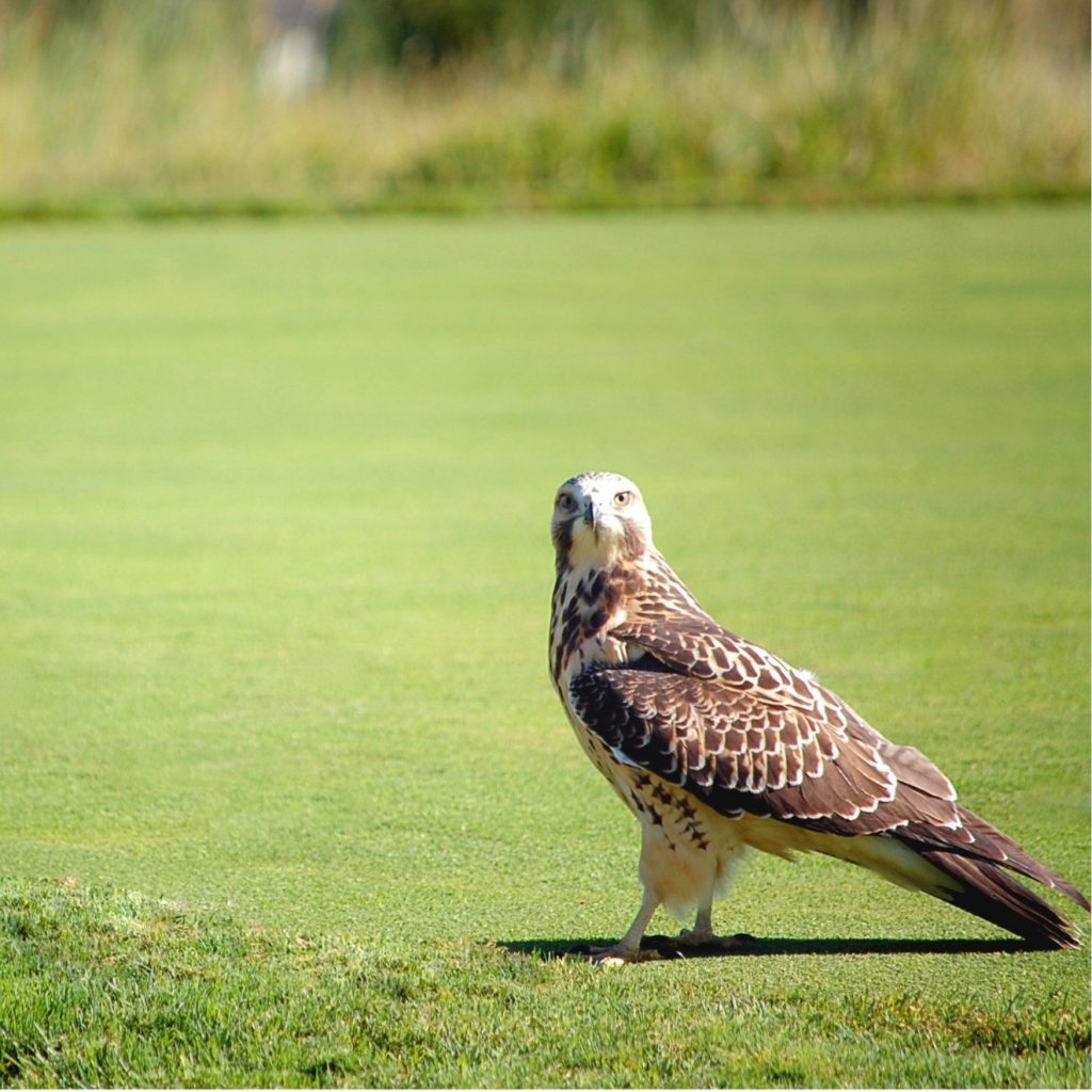 Rapace sur un green